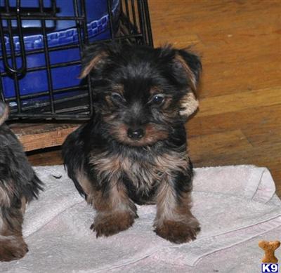 Puppies in NJ