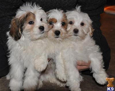 Puppies in NJ