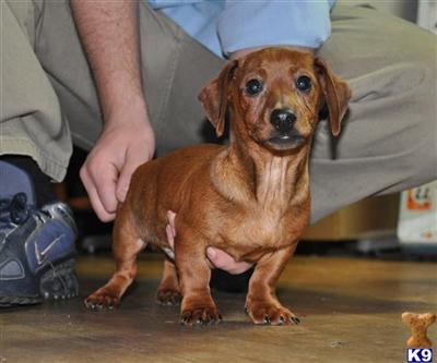 Puppies in NJ