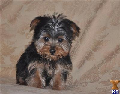 Puppies in NJ