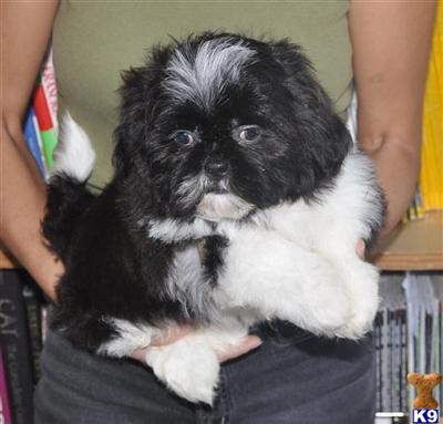 Puppies in NJ