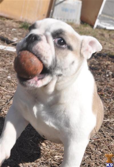 English Bulldog Puppies for Sale