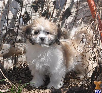 Puppies in NJ