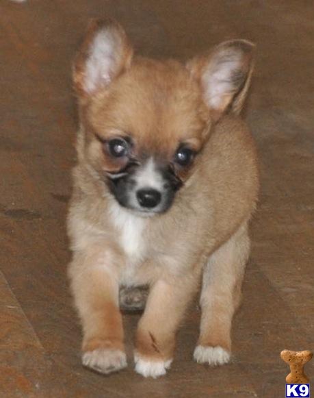 Puppies in NJ