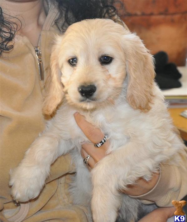 Puppies in NJ