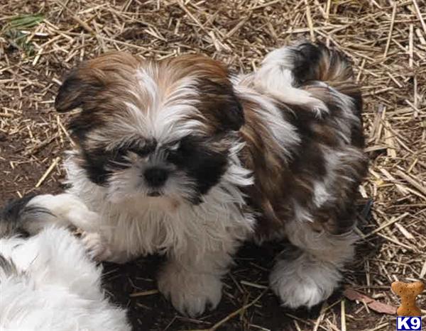 Shih Tzu Puppies