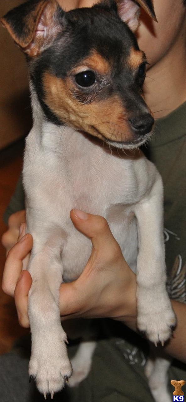 Puppies in NJ