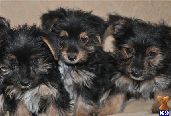 Puppies in NJ