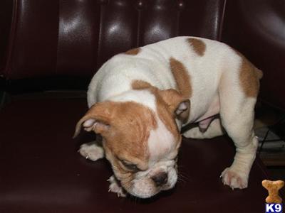Old English Bulldog Puppies for Sale