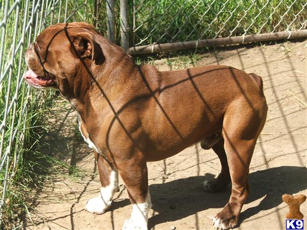 Stud Dogs - Bulldog