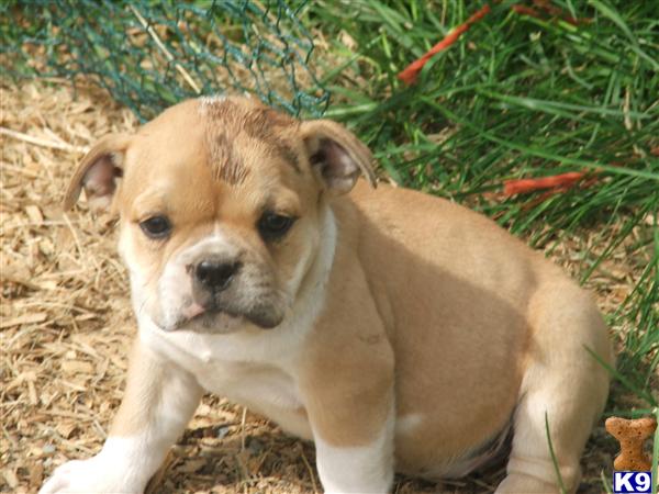 Puppies in Newport