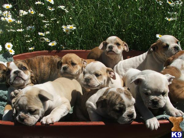 Puppies in Newport