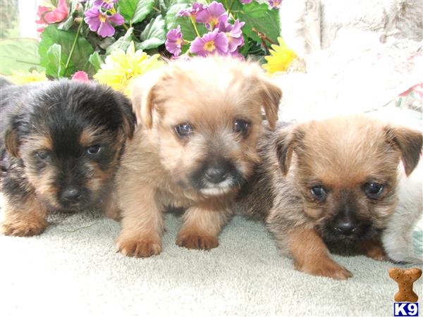 Puppies in Newport