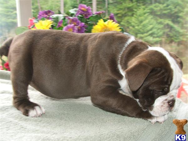 Puppies in Newport