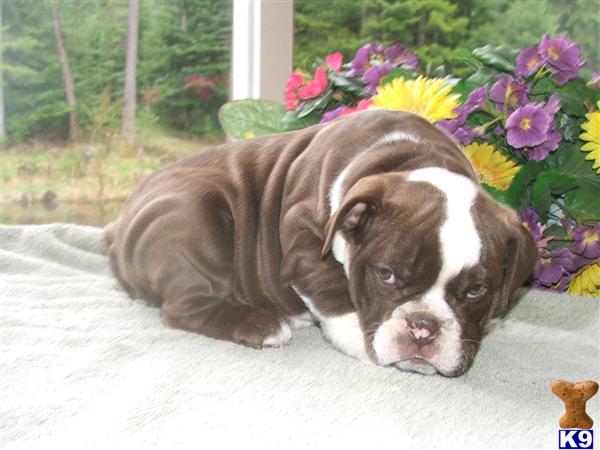 Puppies in Newport