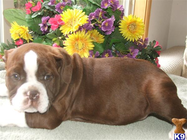 Puppies in Newport