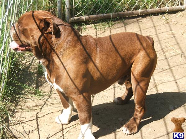 Stud Dogs - Old English Bulldog