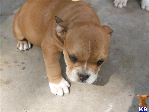 Puppies in Newport