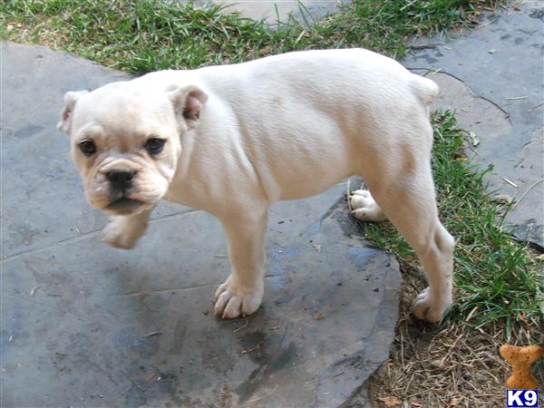 Puppies in Newport