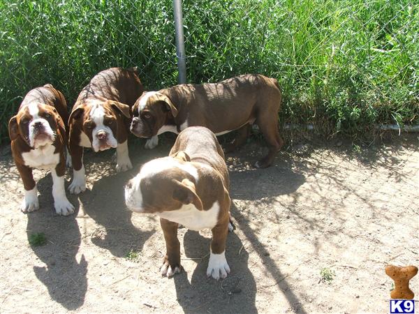 Puppies in Newport