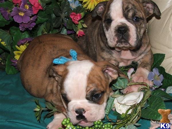 Puppies in Newport