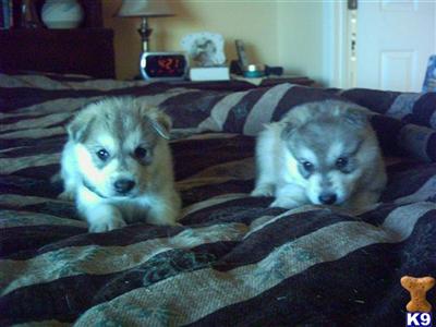 Puppies in AZ
