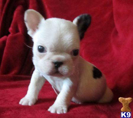 French Bulldog Puppies