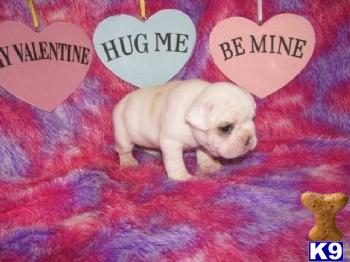 French Bulldog Puppies