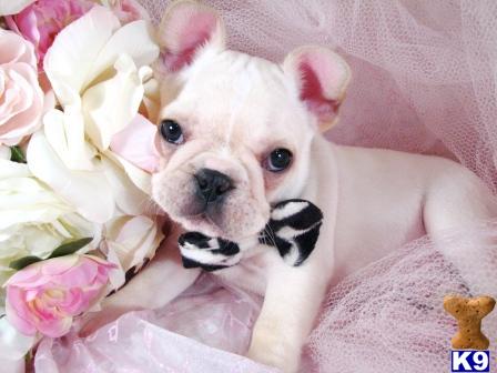 French Bulldog Puppies