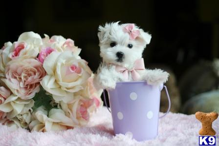 Puppies in West palm beach