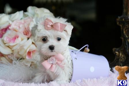 Puppies in West palm beach