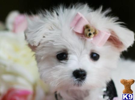 Puppies in West palm beach