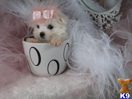 Puppies in West palm beach