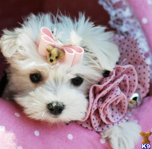 Puppies in West palm beach