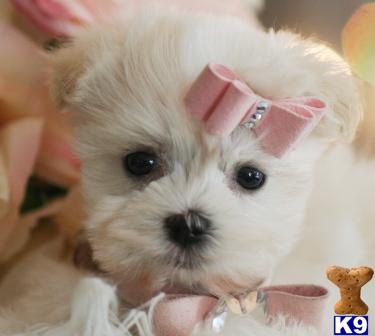 Hypoallergenic Dogs