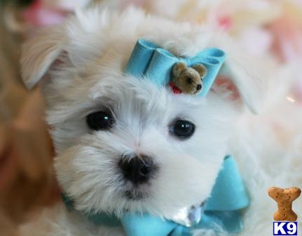 Hypoallergenic Dogs