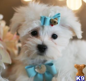 Hypoallergenic Dogs