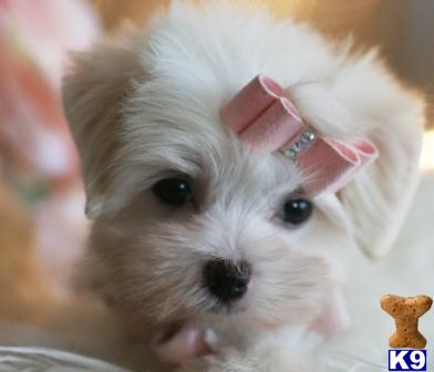 Hypoallergenic Dogs