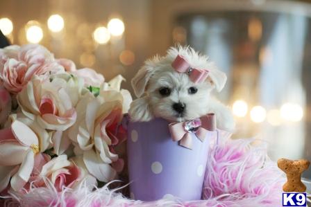Hypoallergenic Dogs