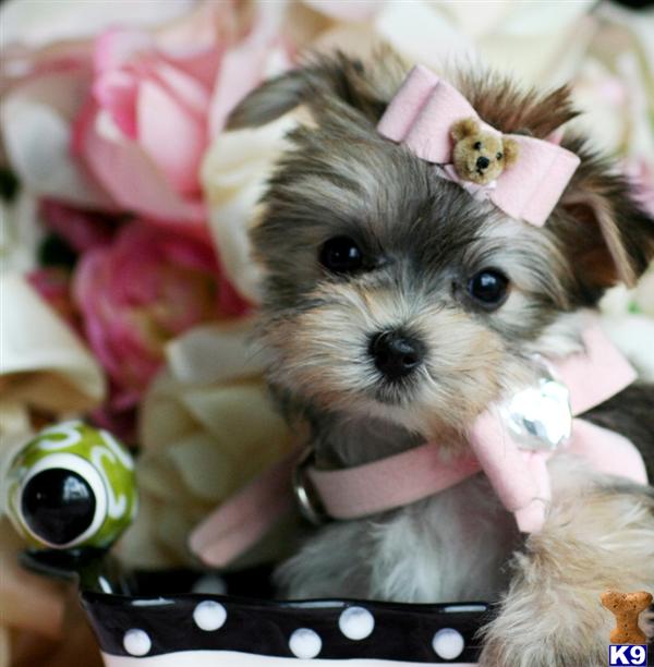 Puppies in West palm beach