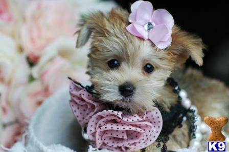 Puppies in West palm beach