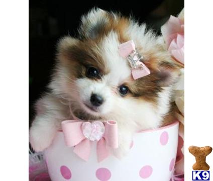 Puppies on Find Texas Pomeranian Puppies For Sale