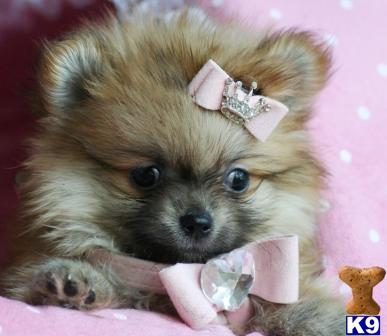 Puppies in West palm beach