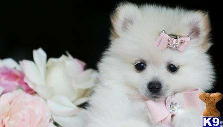 Puppies in West palm beach