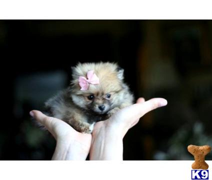 Puppies in FL