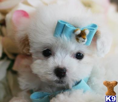 Hypoallergenic Dogs