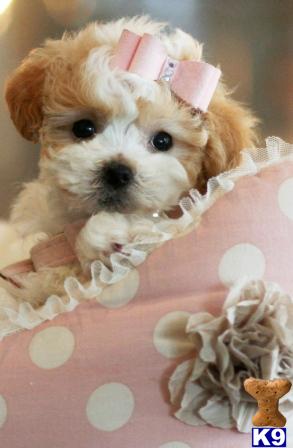 Hypoallergenic Dogs