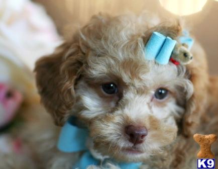 Hypoallergenic Dogs