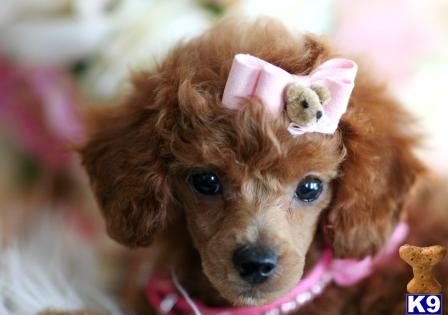 Hypoallergenic Dogs