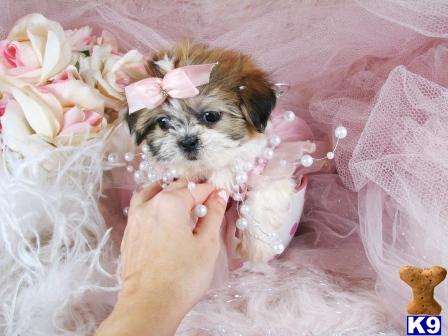 shih tzu puppies for sale springfield mo shih tzu puppies for sale in missouri shih tzu puppies for sale springfield mo shih tzu puppies for sale in missouri